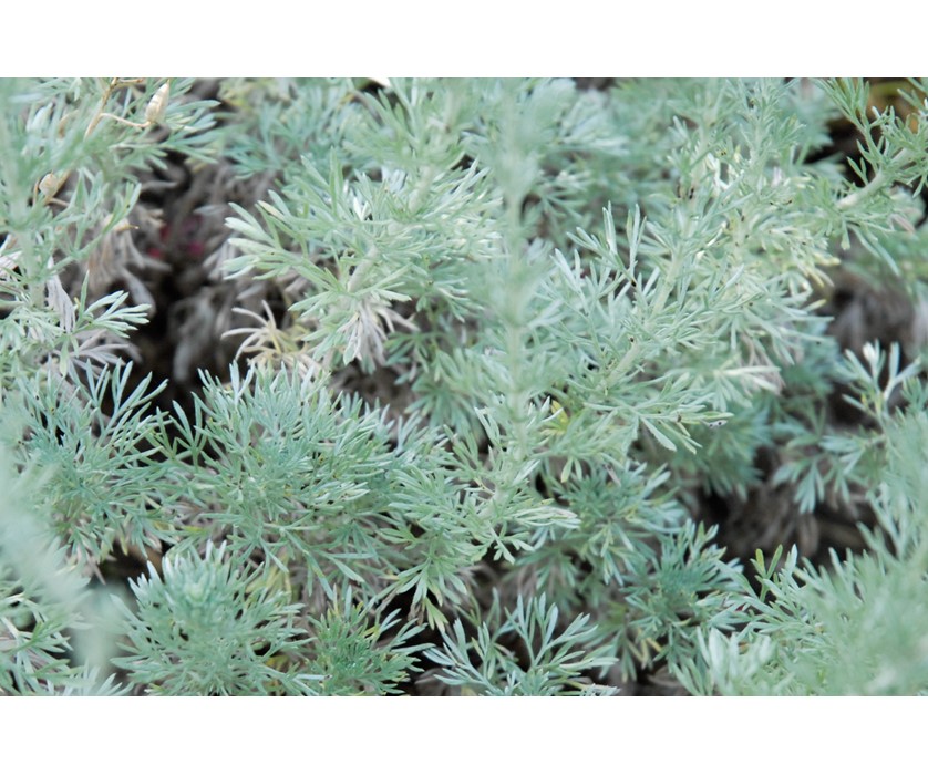 Fringed Sage
